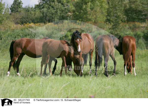 Pferde in einer Herde / herd of horses / SS-01740