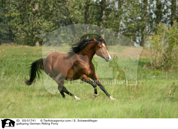 Deutsches Reitpony im Galopp / galloping pony / SS-01741