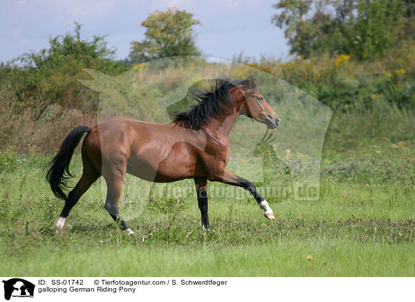 Deutsches Reitpony im Galopp / galloping pony / SS-01742