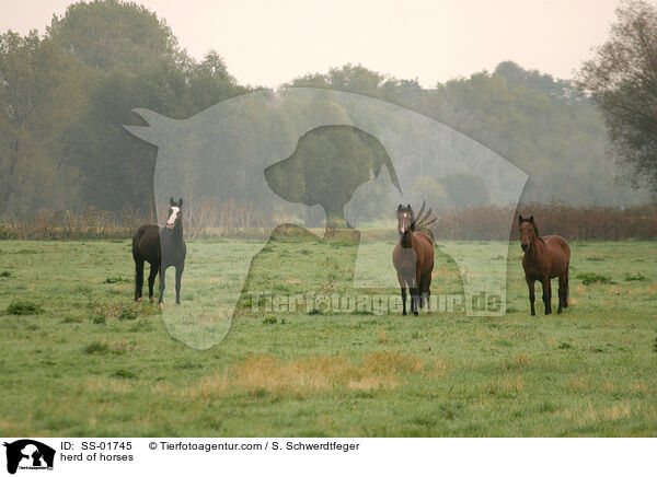 Pferde in einer Herde / herd of horses / SS-01745