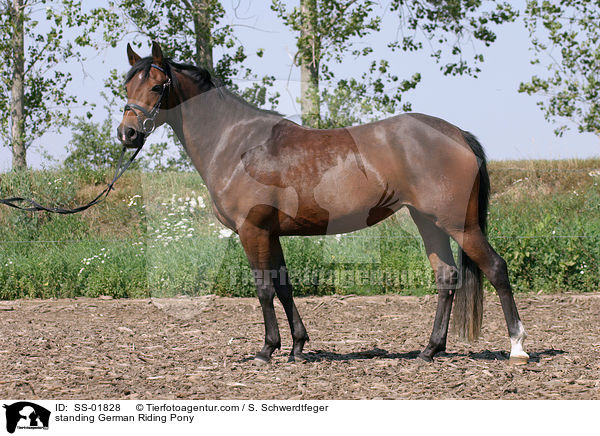 stehendes Deutsches Reitpony / standing pony / SS-01828
