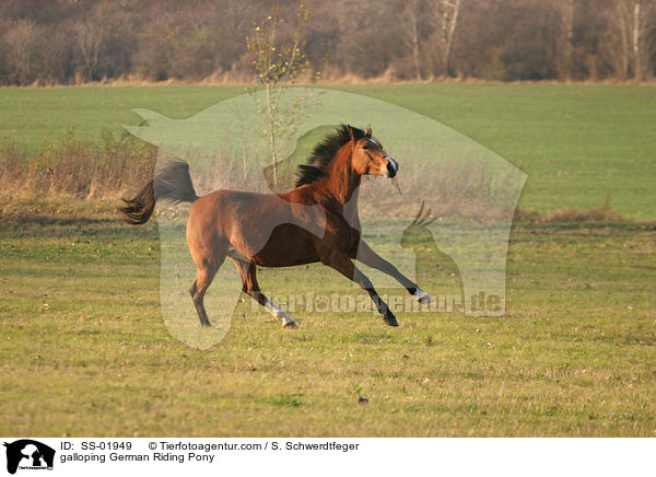Deutsches Reitpony im Galopp / galloping pony / SS-01949