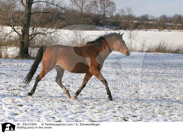 trabendes Pony im Schnee / trotting pony in the snow / SS-01950