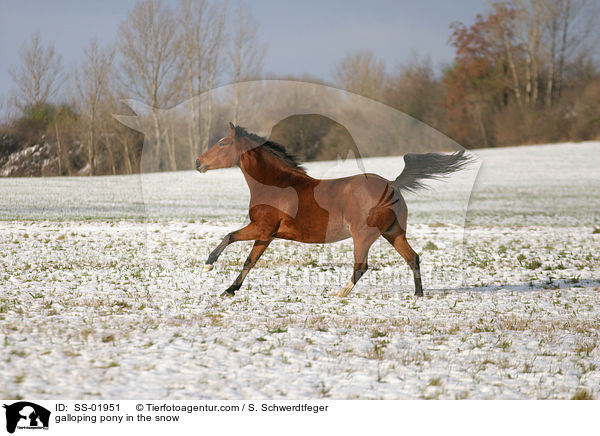 galoppierendes Pony im Schnee / galloping pony in the snow / SS-01951
