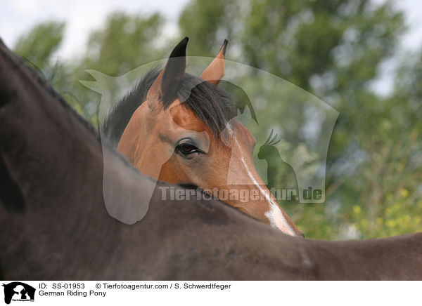 Deutsches Reitpony / Pony / SS-01953