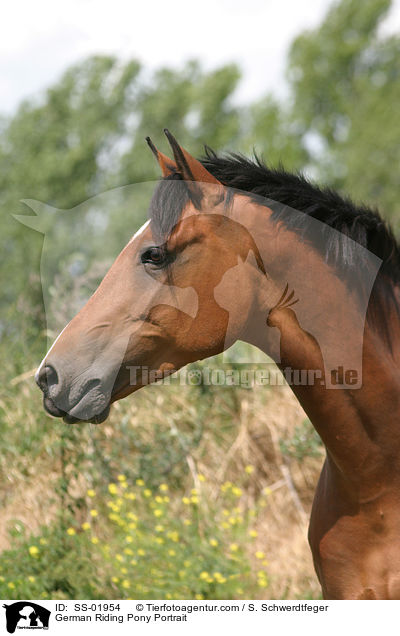 Deutsches Reitpony / pony / SS-01954