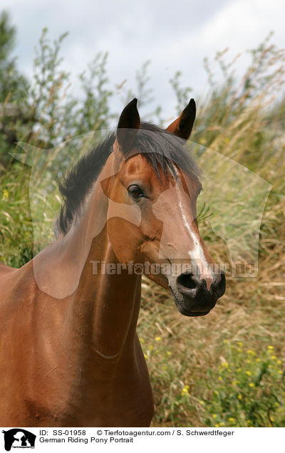 German Riding Pony Portrait / SS-01958