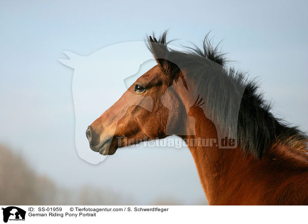 Deutsches Reitpony / Pony / SS-01959