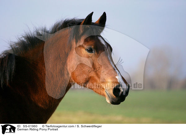 German Riding Pony Portrait / SS-01960