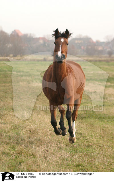 Pferd im Galopp / galloping horse / SS-01962