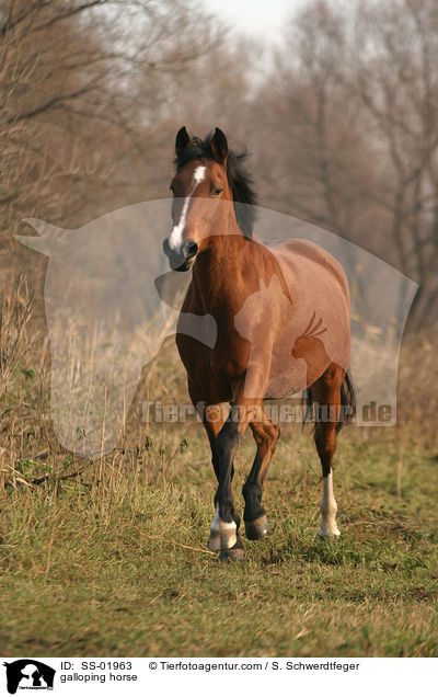 Pferd im Galopp / galloping horse / SS-01963