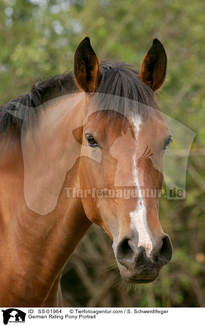Deutsches Reitpony / pony / SS-01964