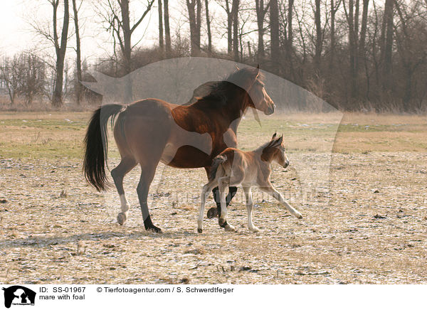 Stute mit Fohlen / mare with foal / SS-01967