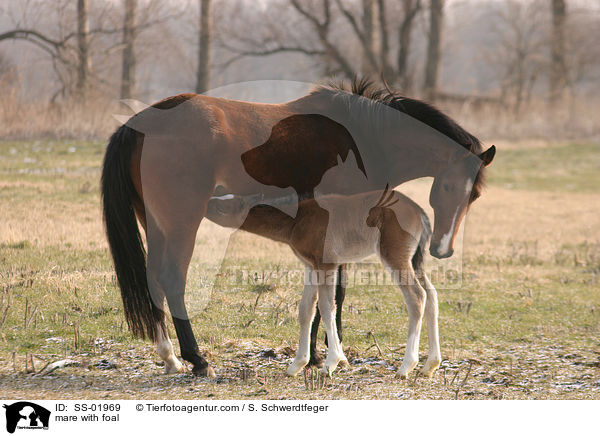 Stute mit Fohlen / mare with foal / SS-01969