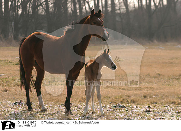 Stute mit Fohlen / mare with foal / SS-01970