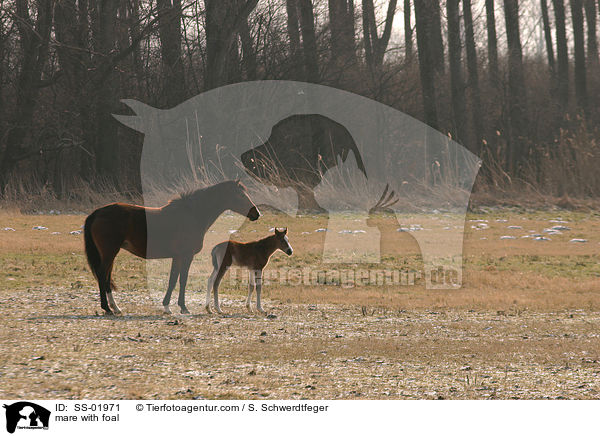 Stute mit Fohlen / mare with foal / SS-01971