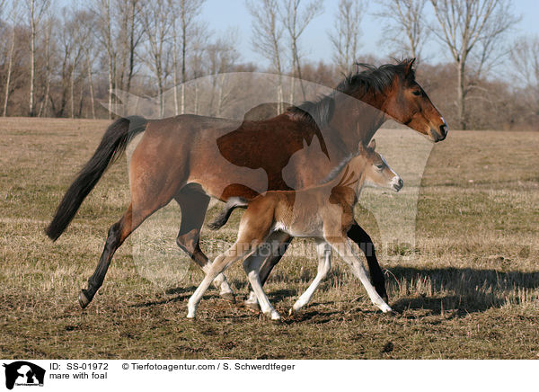 Stute mit Fohlen / mare with foal / SS-01972