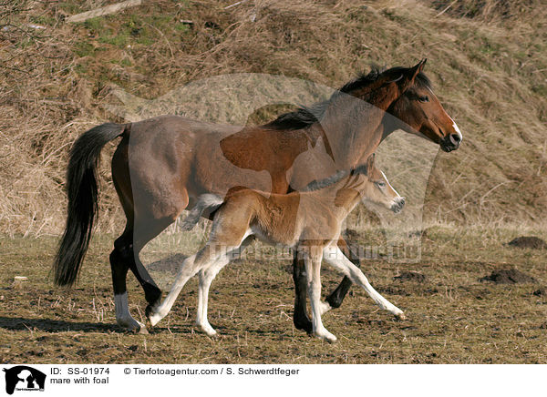 Stute mit Fohlen / mare with foal / SS-01974