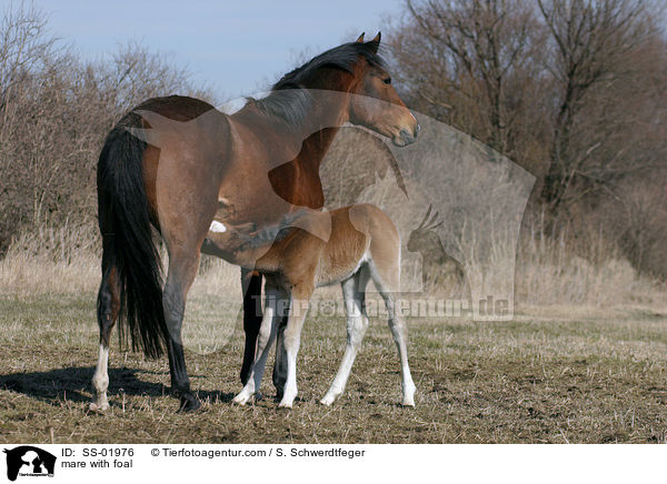 Stute mit Fohlen / mare with foal / SS-01976
