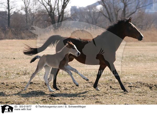 Stute mit Fohlen / mare with foal / SS-01977