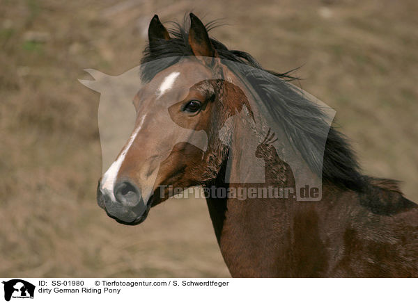 Deutsches Reitpony / Pony / SS-01980