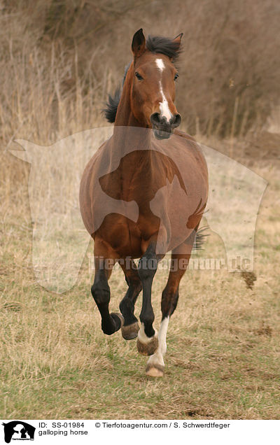 Pferd im Galopp / galloping horse / SS-01984