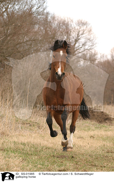 Pferd im Galopp / galloping horse / SS-01985