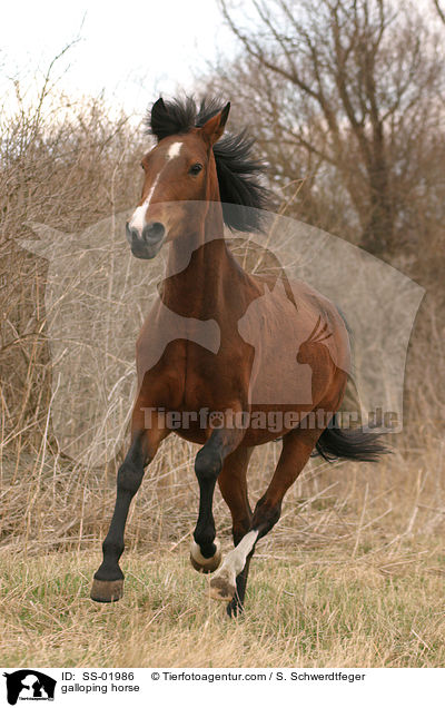 Pferd im Galopp / galloping horse / SS-01986