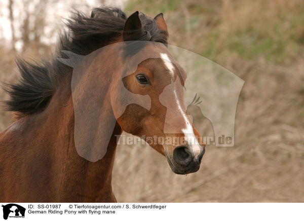 Deutsches Reitpony / Pony / SS-01987