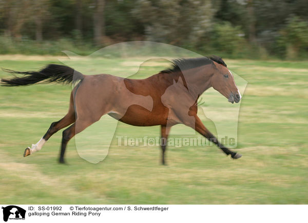 Deutsches Reitpony im Galopp / galloping pony / SS-01992