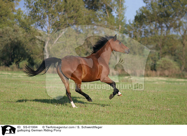 Deutsches Reitpony im Galopp / galloping pony / SS-01994