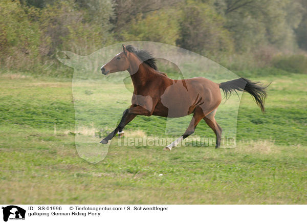 Deutsches Reitpony im Galopp / galloping pony / SS-01996