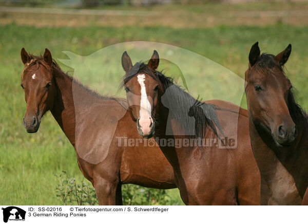 3 Deutsche Reitponys / 3 ponies / SS-02016
