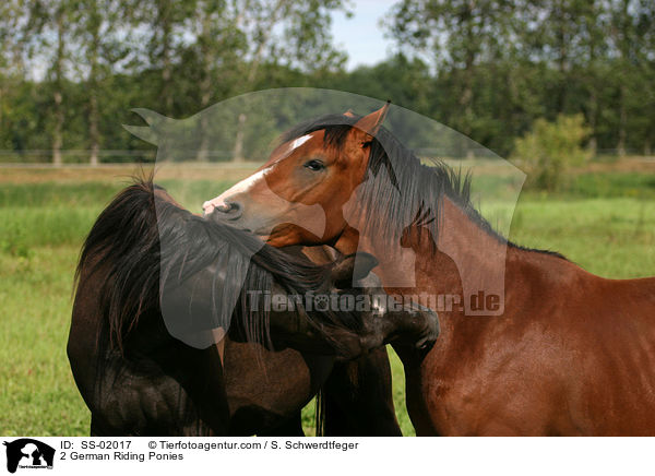 2 German Riding Ponies / SS-02017