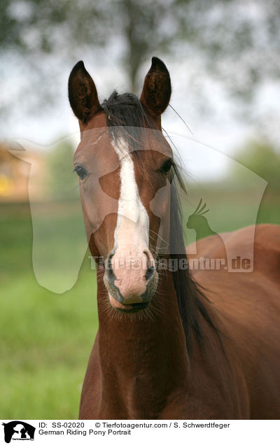 Deutsches Reitpony Portrait / Pony Portrait / SS-02020