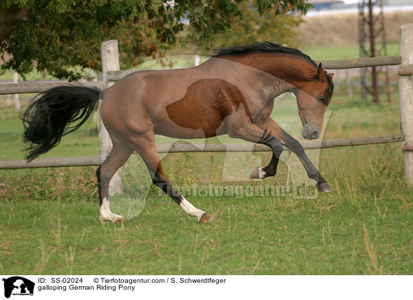 Deutsches Reitpony im Galopp / galloping pony / SS-02024