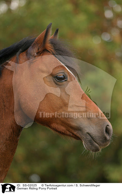 Deutsches Reitpony Portrait / Pony Portrait / SS-02025
