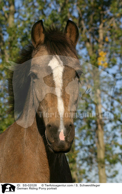 Deutsches Reitpony im Portrait / pony portrait / SS-02026