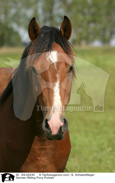 Deutsches Reitpony Portrait / Pony Portrait / SS-02030