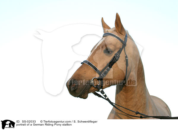 Reitpony Hengst im Portrait / portrait of a stallion / SS-02033