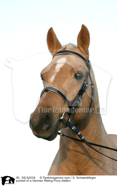 portrait of a German Riding Pony stallion / SS-02034