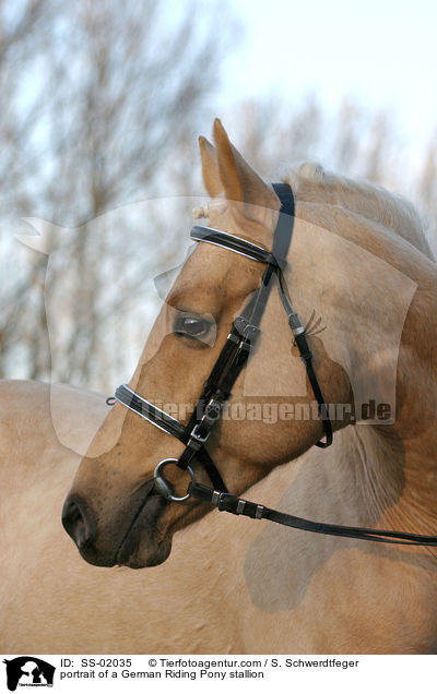 Reitpony Hengst im Portrait / portrait of a stallion / SS-02035