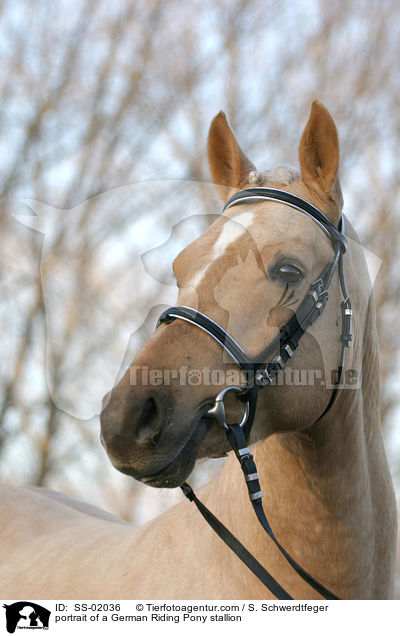 portrait of a German Riding Pony stallion / SS-02036