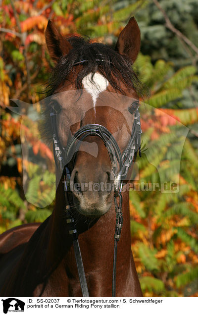 portrait of a German Riding Pony stallion / SS-02037