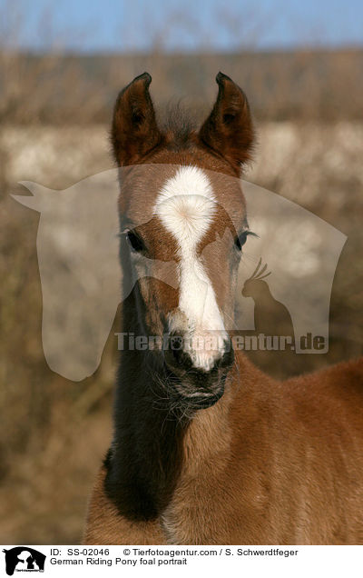 German Riding Pony foal portrait / SS-02046