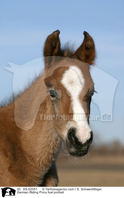 German Riding Pony foal portrait / SS-02051