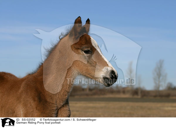German Riding Pony foal portrait / SS-02052