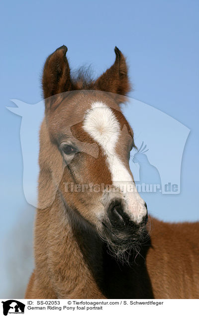 German Riding Pony foal portrait / SS-02053