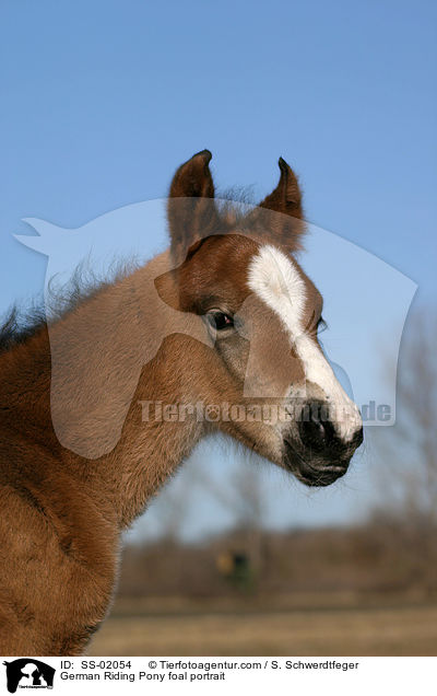 German Riding Pony foal portrait / SS-02054
