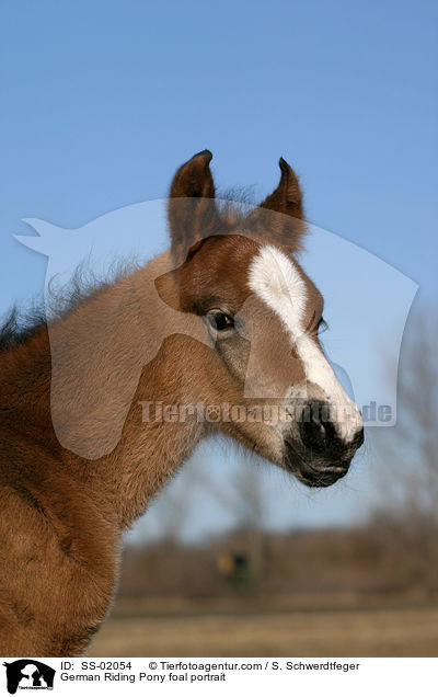 Deutsches Reitpony Fohlen / pony foal / SS-02054